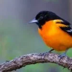 Baltimore Oriole The Symbol of Beauty and Song