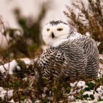 Snowy Owl Arctic Majesty Diet-Habitat-Facts